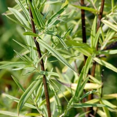 American Mountain Mint 2