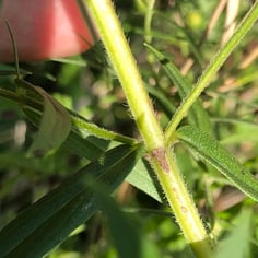 American Mountain Mint 3