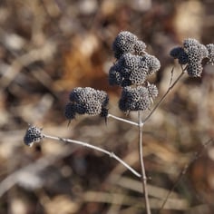 American Mountain Mint 4
