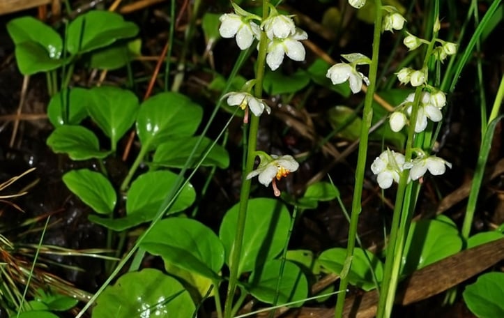 Round-leafed Pyrola