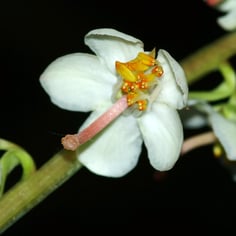 Round-leafed Pyrola 2
