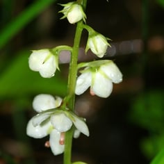 Round-leafed Pyrola 3