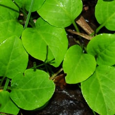 Round-leafed Pyrola 4