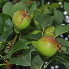 Common Pear 2