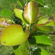 Common Pear 3