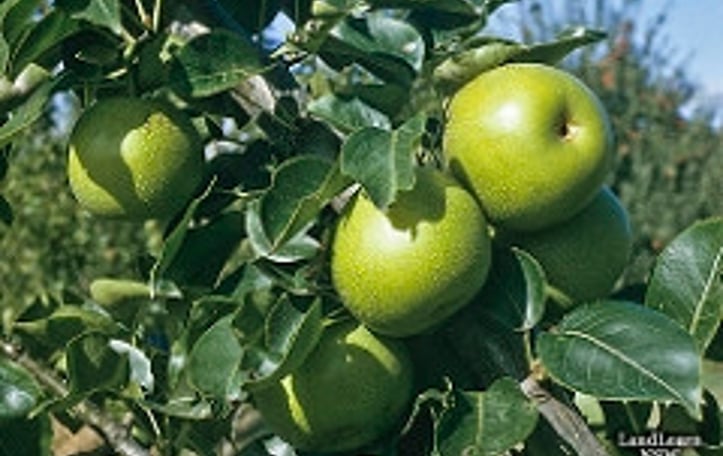Nijisseiki Asian Pear