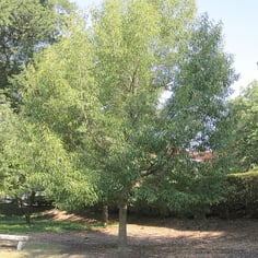 Japanese Silkworm Oak 2