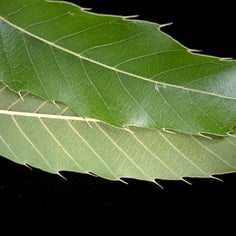 Japanese Silkworm Oak 3