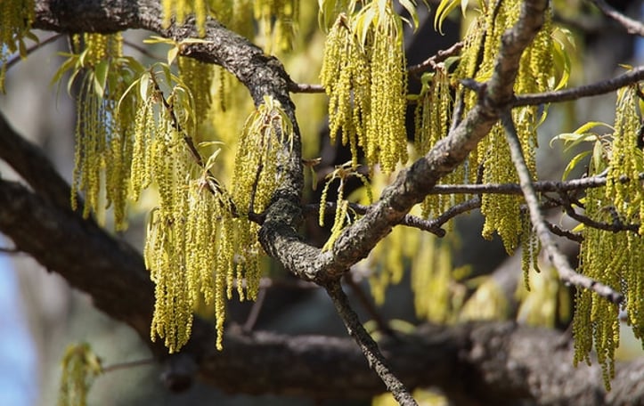 Japanese Silkworm Oak