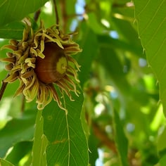 Japanese Silkworm Oak 4