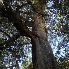 Canyon Live Oak 4