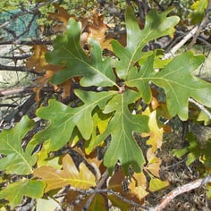 Bur Oak 2