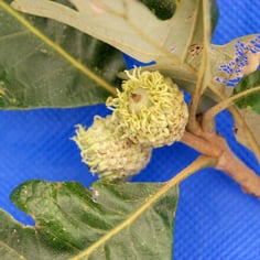 Bur Oak 4