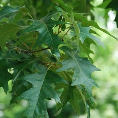 Cherry Bark Oak 2
