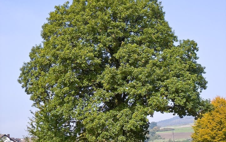 Cornish Oak