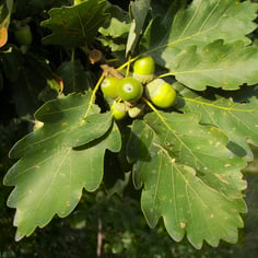 Cornish Oak 2