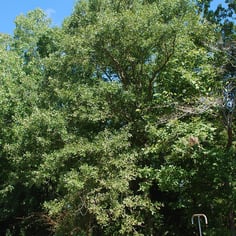 Quercus sinuata var. sinuata 2