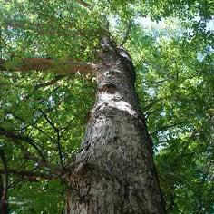 Quercus sinuata var. sinuata 3