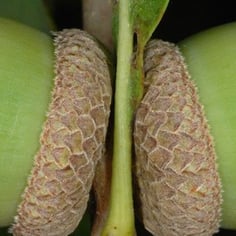 Quercus sinuata var. sinuata 4