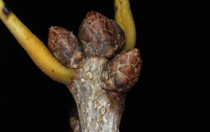 Quercus sinuata var. sinuata