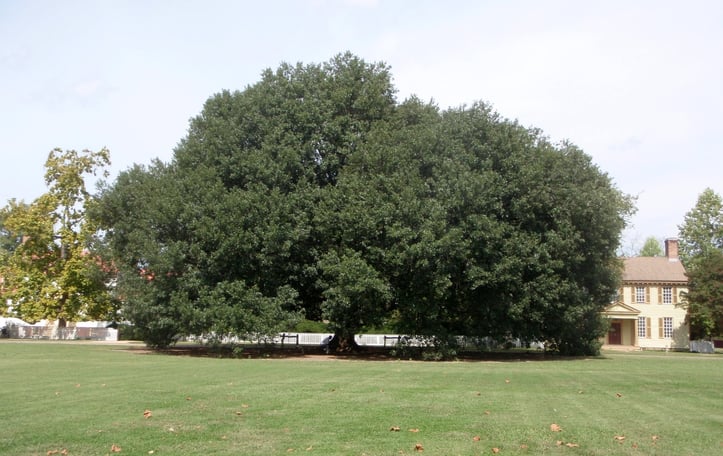 Quercus x comptoniae