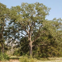 Drummond Post Oak 4