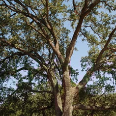 Drummond Post Oak 2