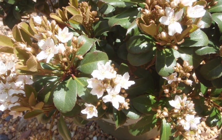 Rhaphiolepis x delacourii Snowcap® 'Corleyscourii'