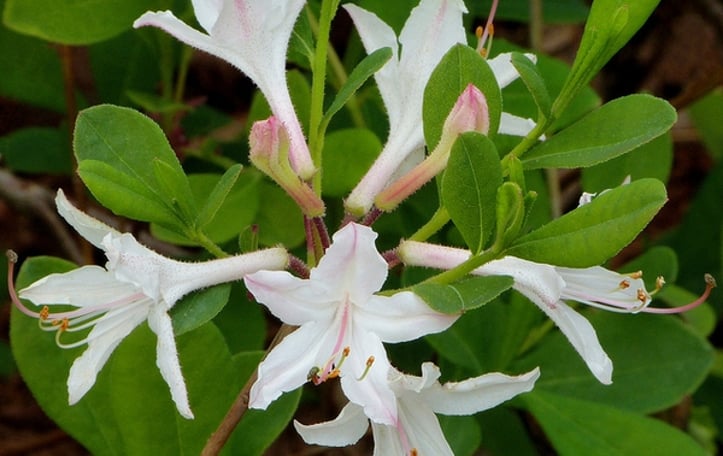Coastal Azalea