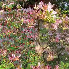 Coastal Azalea 2