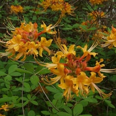 Florida Azalea 3