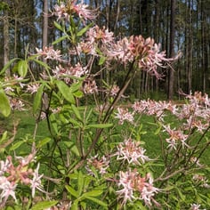 Hoary Azalea 2