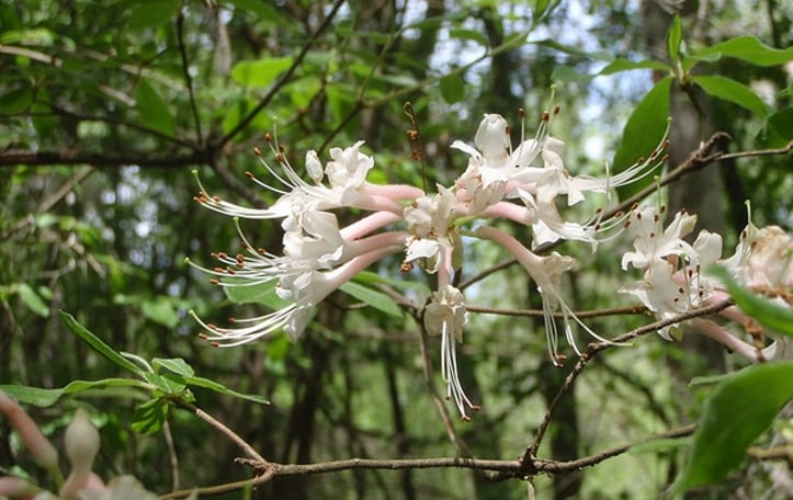 Hoary Azalea