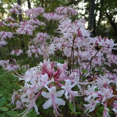 Hoary Azalea 4