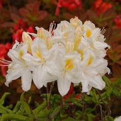 Exbury Azaleas 3
