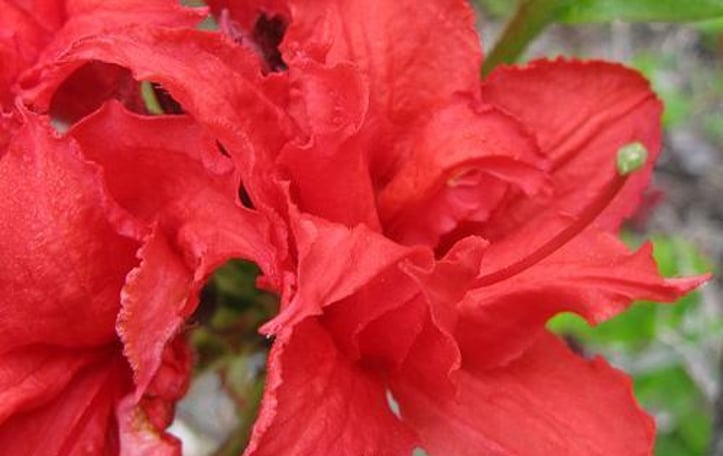 Exbury Azaleas