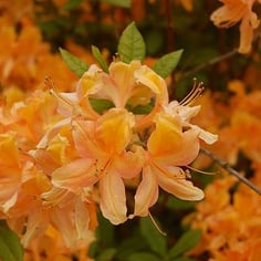 Exbury Azaleas 2
