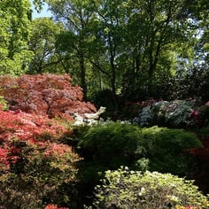 Exbury Azaleas 4