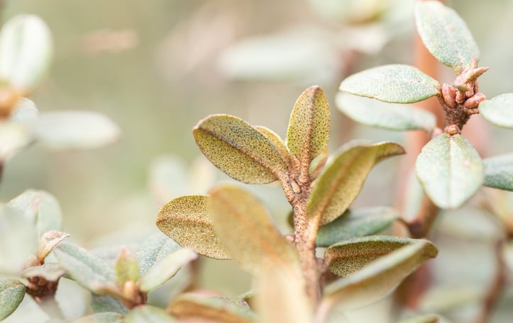 Dwarf Purple Rhododendron