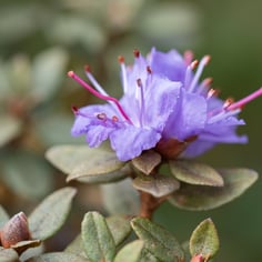 Dwarf Purple Rhododendron 2