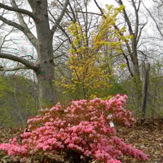 Azalea 'Coral Bells' 2