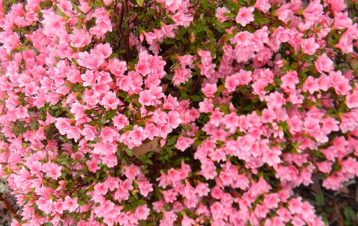 Azalea 'Coral Bells'