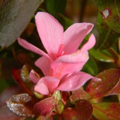 Azalea 'Coral Bells' 3
