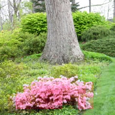 Azalea 'Coral Bells' 4