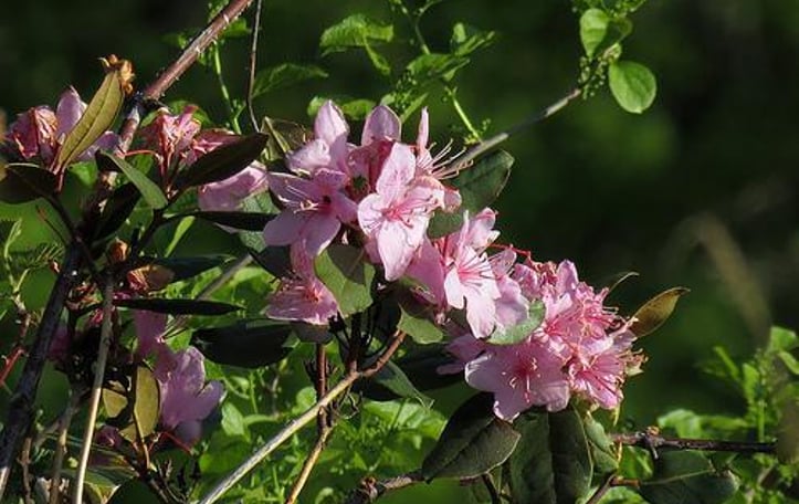Carolina Rhododendron