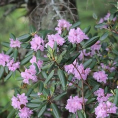Carolina Rhododendron 2