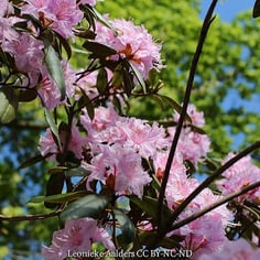 Carolina Rhododendron 3
