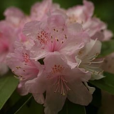 Carolina Rhododendron 4