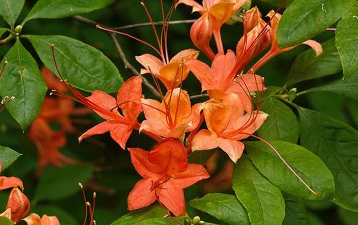 Plum Leaf Azalea