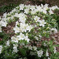 Glenn Dale Azalea 3